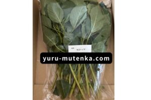 モロヘイヤ実物写真